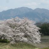 日野川ダムの桜満開！