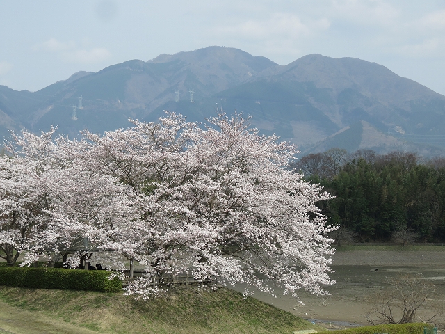 日野川ダムの桜満開 日野観光協会