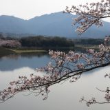 日野川ダムと桜