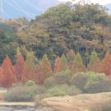 日野川ダムの紅葉